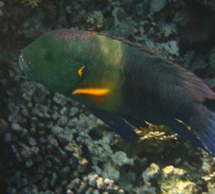 Am Hausriff Dreams Beach Resort & Dreams Vacation Resort