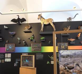 Museum für Ur- und Frühgeschichte