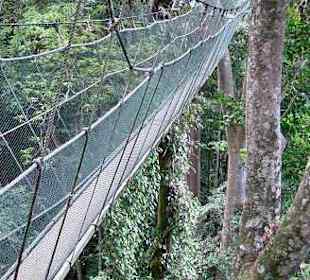 Canopy Walk