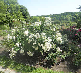 Westpark