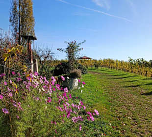 Weg durch die Weingärten