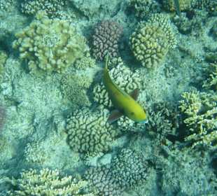 Schnorcheln im Roten Meer