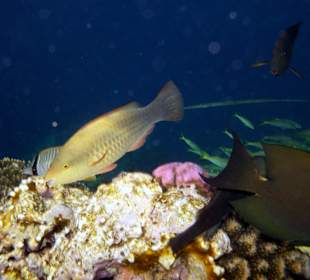 Zdjęcia rafy wykonane przeze mnie pod wodą