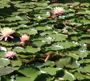 Am Teich der Gärten von Schloss Trauttmansdorff
