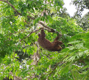 2 fingered sloth- Faultier