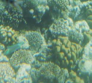 Unter Wasser - Riff