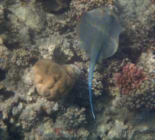 Schnorcheln Makadi Bay