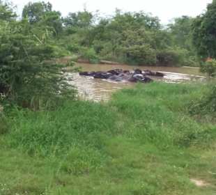 Elefantenreiten Sigiriya