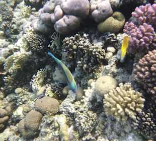 Schnorcheln Makadi Bay