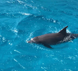 Delfin Tour Hurghada