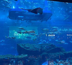 Aquarium in der Dubai Mall