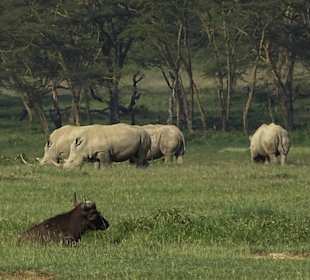 Auf Safari - Nashörner