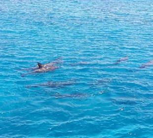 Marsa Alam Ausflüge-Delfintour
