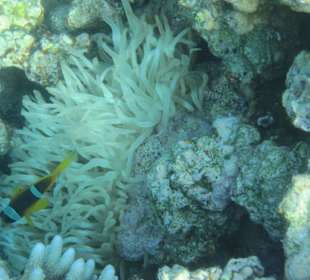 Морские анемоны