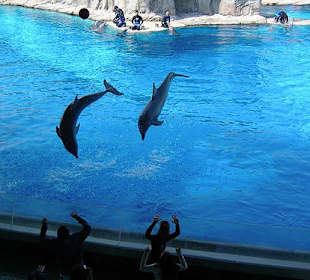 Delfinarium