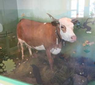 Museum für Naturkunde