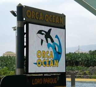 Orca Ocean