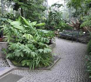 Tropenhaus - Schaugewächs -  Botanischer Garten