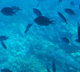 Schnorcheln Hurghada