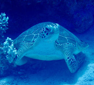 Schnorcheln Abu Soma