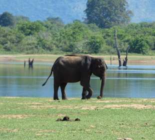 Nationalpark Udawalawe