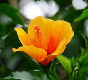 Schmetterlingshaus Blumen