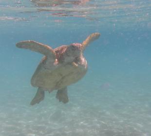 Suppenschildkröte Turtle-Bay
