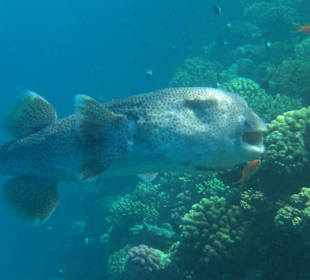 Unterwasserwelt Hausriff Arabia Beach