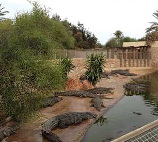 Faul sind die Krokos