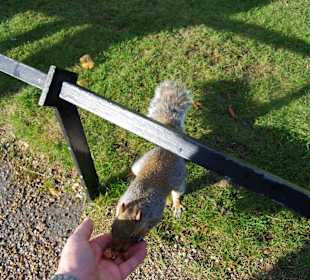 Eichhörnchen im Hyde Park