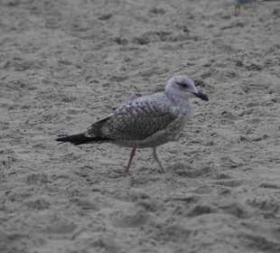 Strand Kolberg/Kolobrzeg