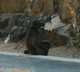 Pavian am Swartberg Pass