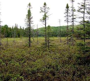 Algonquin Provincial Park, Spruce Bog Boardwalk