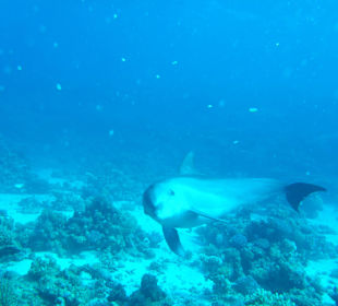 Mit Delphinen schwimmen
