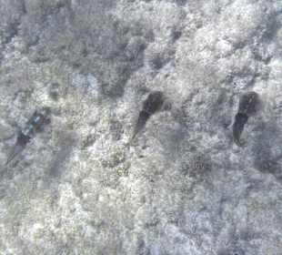 Unter Wasser am Hausriff