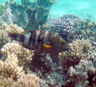 Besenschwanz-Lippfisch