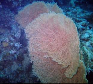Fächerkoralle