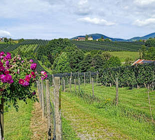 Durch den Obstgarten