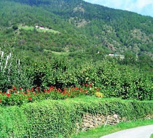 Weg zum Schloß Juval