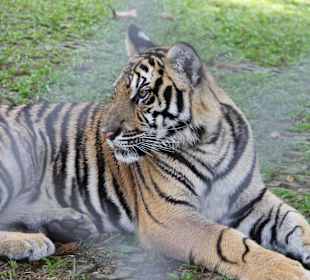 Medium Tiger in Tiger Kingdom