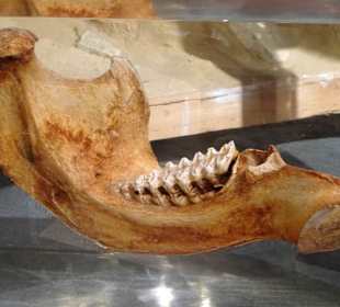 Blick in die Sammlung des Naturkundemuseums