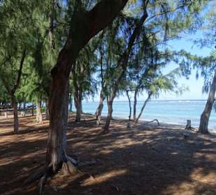Schattenspendende Bäume am Strand