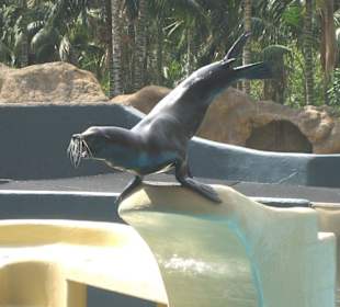 Loro Parque - Seelöwen-Show
