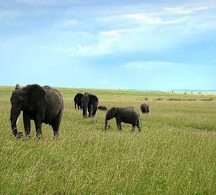 Elefanten in der Mara