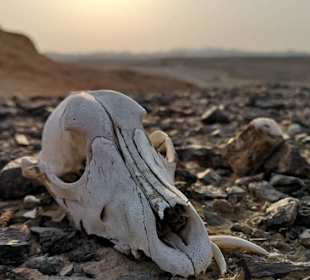 BBQ Dinner - Nighttour powerd by  E-Motion