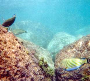 Fische: Seychellen, La Digue, Anse Cocos