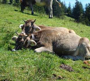 Glückliche Kühe auf der Weide