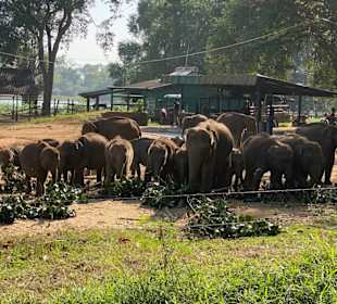 Elephant Transit Home in Udawalla