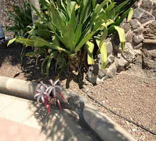 Promenade nach Morro Jable ( schöne Blüte)