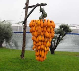 Raffeiner Orchideenwelt